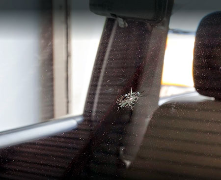 small chip on customer's car windshield by RS Auto Glass of Hamilton